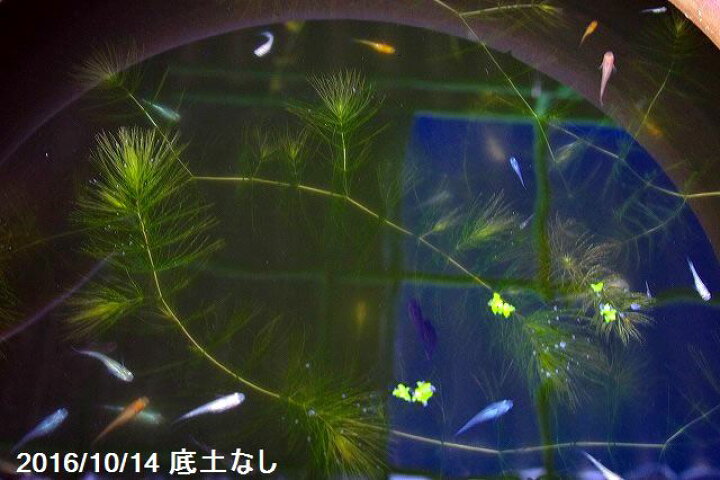 天日干し殺菌 富士砂 00g アガベ アクアリウム サボテン メダカ 中目 化粧砂 園芸 底砂 水槽 溶岩 盆栽 砂利 87 Off 中目
