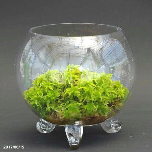 ミズゴケの通販 価格比較 価格 Com