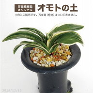 オモトの土 6L 中粒 【長期肥料付き】【万年青の土 おもとの土】【用土・肥料】