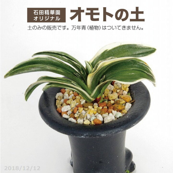 楽天市場 オモトの土 6l 小粒 長期肥料付き 万年青の土 おもとの土 用土 肥料 石田精華園 楽天市場店