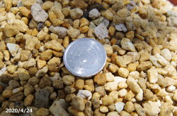 山野草「雪割草の土6L」特選2号天然鉱物質100%長期肥料付（手練り）焼赤玉土入！雪割草の土（非耐暑性宿根草用）（戸外自然栽培用）（キンポウゲ科植物向）