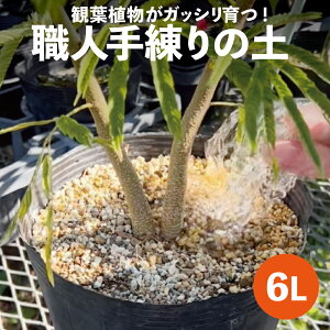 s[gX̂ȂíuɂȂE̔̂ȂϗtA̓yv 6L@y엿tzyVRz100 sA[ȓyzyސ zy|z