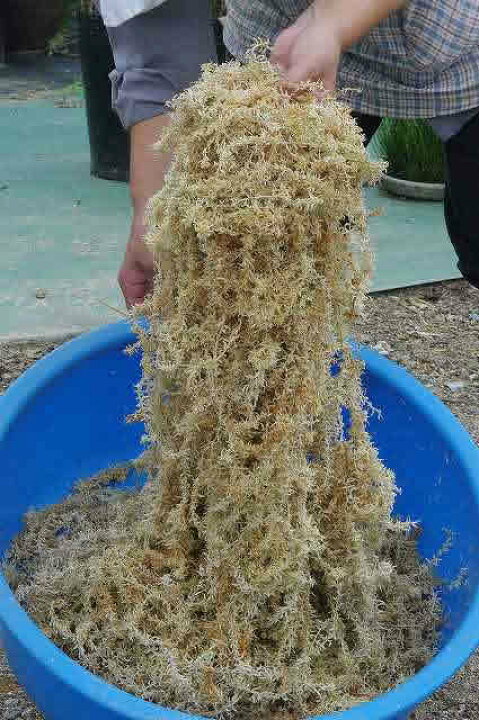 ニュージーランド産乾燥圧縮水苔 5A 約3Kg×1パック 苔玉・苔