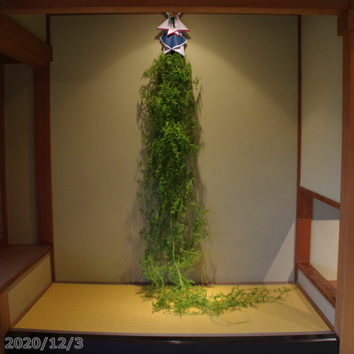 楽天市場 残り１個 本格的な掛蓬莱 京の雅 大 ヒカゲノカズラ 熨斗飾り付き 2m 6本使用 正月飾り 材料 床飾り 蓬莱飾り 宝来飾り 掛蓬莱 掛け蓬莱 クリスマス 手作り 新年 和風 縁起物 神事 生花 切り花 切花 花材 玄関 シダ 日陰蔓 送料無料