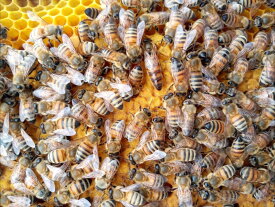 種蜂 新女王2枚群 約6000匹以上 生産地より直送 ミツバチ飼育 種蜂 採蜜 新女王 多産 女王蜂販売 種蜂販売 ミツバチ販売 みつばち販売 蜜蜂販売 西洋ミツバチ 強群 充満群 採蜜用 新女王販売 合同 春から採蜜 石垣島はちみつ ミツバチ群 蜂屋 ミツバチ 女王蜂 西洋ミツバチ