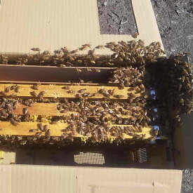 中期交配 女王蜂入り 3枚群 約6000匹 段ボール巣箱 産地直送 撥水加工 ミツバチ交配 交配用みつばち 花粉交配 受粉用ミツバチ 交配用蜜蜂 ミツバチ販売 蜜蜂販売 みつばち販売 受粉用蜜蜂 ミツバチ購入 セイヨウミツバチ 西洋ミツバチ