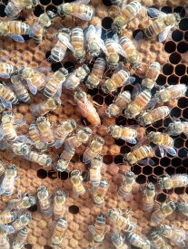種蜂 新女王3枚群 約9000匹以上 弊社養蜂場より直送 強群 採蜜 種蜂販売 ミツバチ飼育 女王蜂 蜜蜂 採蜜用 ミツバチ ミツバチ販売 蜜蜂販売 みつばち販売 たねばち 種蜂販売 蜂屋 巣箱 ミツバチ飼育 ミツバチ群 セイヨウミツバチ 西洋ミツバチ ミツバチ 女王蜂 西洋ミツバチ