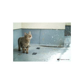 nagasaki-no neco 長崎の猫雑貨 post card 062