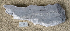 yʓrzyYE{YEQYzyɗ\gzCg΁zyBE΁Eݑ΁Eu΁E΁zyq΁Eѐ΁ECeAEzydʕׂ̈w̍ۉ^̂mFK{