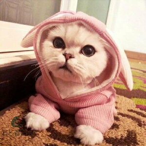  L p[J[ jbg hbOEFA LbgEFA ETM̎  ybgpi ybgObY ^ ^ іh~ t[ht 킢 h H~ V 