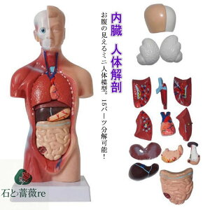  W{  g\[ SgW{ 28cm l̃f l̖͌^ ̉Uf ͌^ l̕W{ l̉U l 15p[c l̖͌^