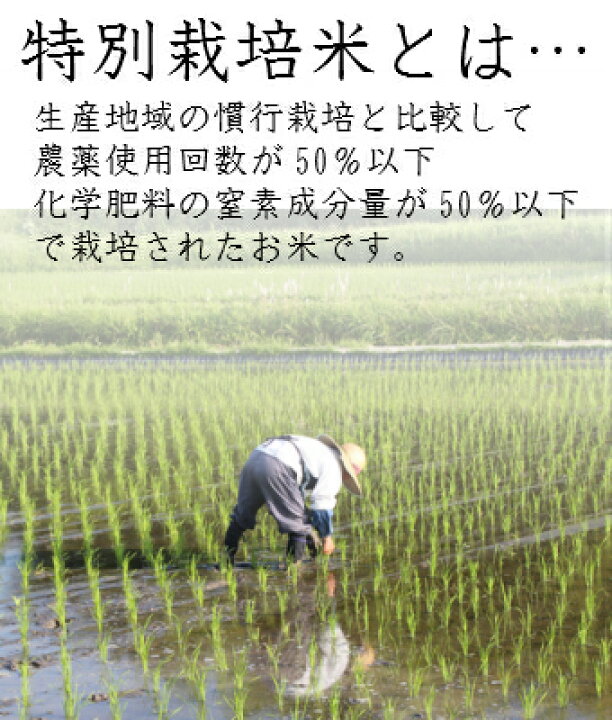 楽天市場】【特別栽培米】令和7年産 愛知県産プレミアムあいちのかおり 