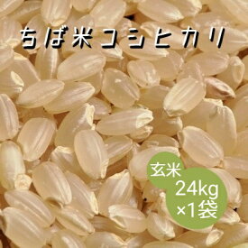 米 お米 玄米 24kg ×1袋 ちば米 コシヒカリ 令和5年産 本州四国 送料無料 小分け不可 綺麗仕上 異物除去 石抜き済 25kg ⇒24kgへ変更