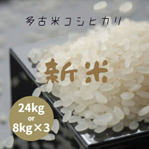 新米 令和7年産 千葉県産 多古米 コシヒカリ 白米 24kg (8kg×3袋) 本州四国 送料無料 小分け可 米 お米