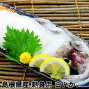 お刺身用 !! 島根県産 白いか（剣先いか） 1本もの胴長18cm前後のケンサキイカです。山陰ではシロイカと呼びます。 ランキングお取り寄せ