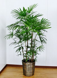 開店祝い3万7千円 観葉植物　シュロチク10号鉢　陶器鉢・バスケット　40,700円（37,000円税抜）