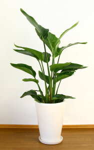 JXj27~@ϗtA@I[KX^8@29,700~i27,000~Ŕj@픫EoXPbg