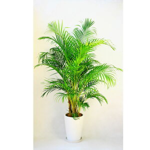 開店祝い3万7千円 観葉植物 アレカヤシ10号鉢 陶器鉢・バスケット 40,700円(37,000円税抜)