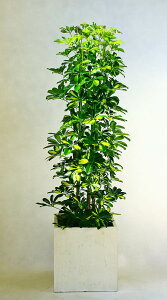 JXj@45~@ϗtA@zRJ|bN12@@픫Et@Co[NCJo[@49,500~(45,000~Ŕ)