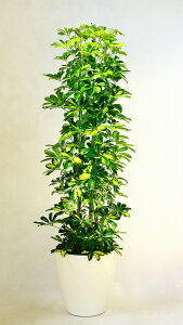 JXj@37~@ϗtA@zRJ|bN10@@픫EoXPbg@40,700~(37,000~Ŕ)