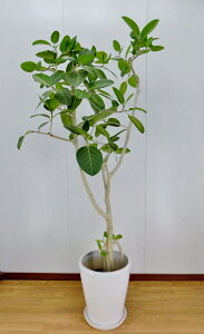 JXj37~ ϗtA@xKVX10@픫EoXPbg@40,700~i37,000~Ŕj