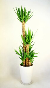 開店祝い3万7千円 観葉植物ユッカ10号鉢 陶器鉢・バスケット 40,700円(37,000円税抜)