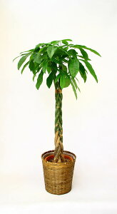 ϗtA JXj37~ pL10 픫EoXPbg@40,700~i37,000~Ŕj