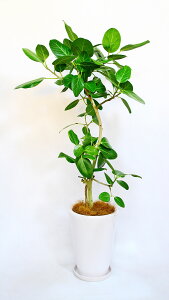 JXj27~@ϗtA xKVX8@@29,700~i27,000~Ŕj@픫EoXPbg