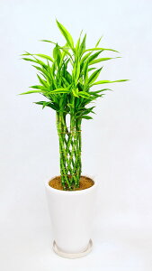 JXj27~ ϗtA@K^̒|i~Iou[ETfA[ij@8@29,700~i27,000~Ŕj픫EoXPbg