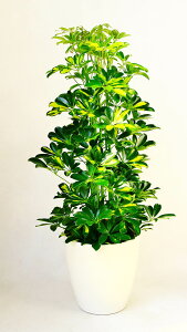 JXj@27~@ϗtA@zRJ|bN8@@픫EoXPbg@29,700~(27,000~Ŕ)