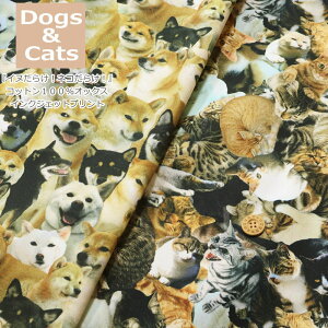 Dogs & CatsihbO@Ah@LbgjwCk炯I@lR炯IxRbg100IbNXCNWFbgvgfށFRbg100@nF110cm̎q/j̎q/LbY/l//