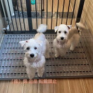 期間限定5%クーポン 犬トイレトレー 大型犬 犬トイレトレー ペットトイレ ドッグトレートレー ワイド レ…