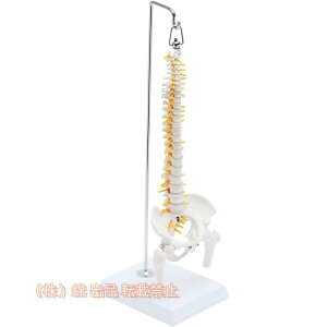 骨模型 背骨」の人気商品一覧・価格比較 - 価格.com