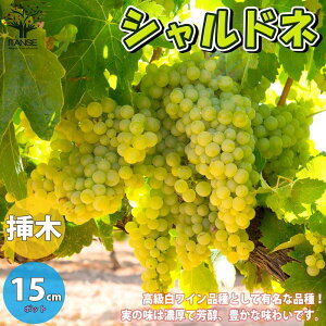 苗 ぶどう苗の人気商品 通販 価格比較 価格 Com