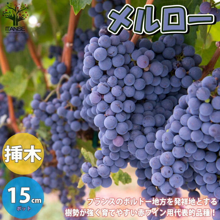 楽天市場 送料無料 メルロー ぶどうの苗木 果樹の苗木 5号ポット 2年生 挿木苗 1個売り ぶどう苗 ブドウ苗 葡萄苗 果樹苗 果樹 果物 くだもの 栽培 ガーデニング 家庭菜園 農園 有機栽培 ベランダ菜園 ボタニカルライフ 収穫 Grape 植物販売のitanse楽天市場店 楽天市場 送料無料 メルロー ぶどうの苗木 果樹の苗木 5号ポット 2年生 挿木苗 1個売り ぶどう苗 ブドウ苗 葡萄苗 果樹苗 果樹 果物 くだもの 栽培 ガーデニング 家庭菜園 農園 有機栽培 ベランダ菜園 ボタニカルライフ 収穫 Grape 植物販売のitanse楽天市場店