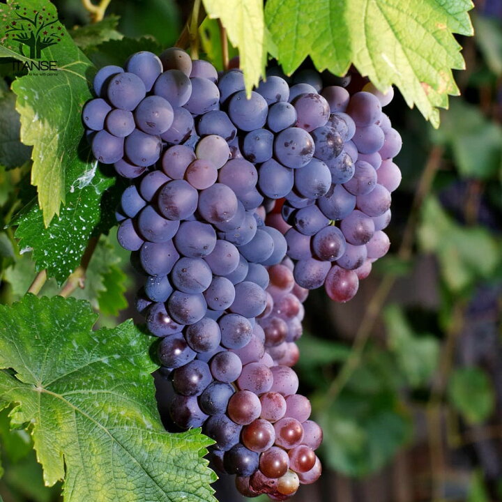 楽天市場 送料無料 メルロー ぶどうの苗木 果樹の苗木 5号ポット 2年生 挿木苗 1個売り ぶどう苗 ブドウ苗 葡萄苗 果樹苗 果樹 果物 くだもの 栽培 ガーデニング 家庭菜園 農園 有機栽培 ベランダ菜園 ボタニカルライフ 収穫 Grape 植物販売のitanse楽天市場店 楽天市場 送料無料 メルロー ぶどうの苗木 果樹の苗木 5号ポット 2年生 挿木苗 1個売り ぶどう苗 ブドウ苗 葡萄苗 果樹苗 果樹 果物 くだもの 栽培 ガーデニング 家庭菜園 農園 有機栽培 ベランダ菜園 ボタニカルライフ 収穫 Grape 植物販売のitanse楽天市場店