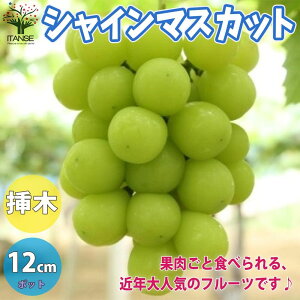 苗 ぶどう苗の人気商品 通販 価格比較 価格 Com
