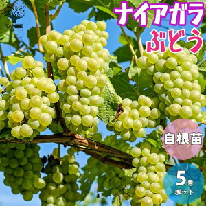 yziCAK Ԃǂ̕c ʎ̕c 15cm|bg 1`2N c 1 Ԃǂc uhEc c Ԃǂ̕c ʎc ʎ ʕ  ͔| K[fjO ƒ؉ _ L