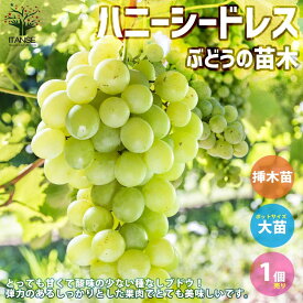 【送料無料】ハニーシードレス ぶどうの苗【果樹の苗木 5号ポット 挿し木苗／1個売り】ぶどう苗 ブドウ苗 葡萄苗 ぶどうの苗木 果樹苗 果樹 果物 くだもの 栽培 ガーデニング 家庭菜園 農園 有機栽培