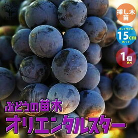 楽天市場 家庭 栽培 葡萄の通販 楽天市場 家庭 栽培 葡萄の通販