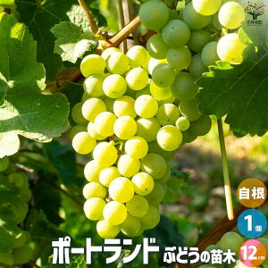 yzԂǂ̕c iF|[gh ʎ̕c 1N12cm|bg 1 Ԃǂc uhEc c Ԃǂ̕c ʎ  ͔| ƒ؉  [