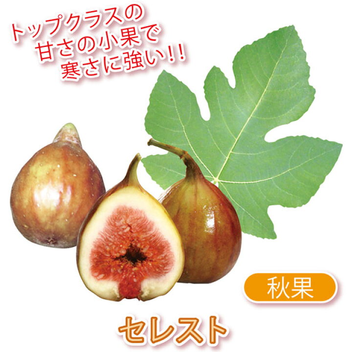 楽天市場 送料無料 イチジク セレスト 果樹苗 9cmポット 2個セット いちじく苗 無花果 秋果 苗木 ドライフルーツ 初心者 育てやすい 栄養価 ヘルシー スイーツ ベランダ 糖度 甘い 甘味 品種 Fig 植物販売のｉｔａｎｓｅ楽天市場店
