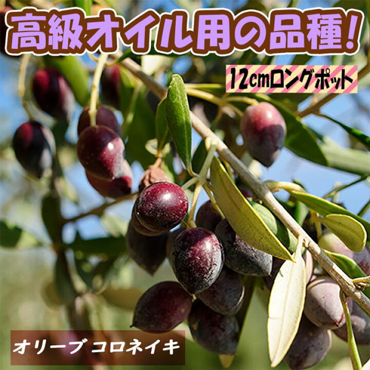 楽天市場 送料無料 オリーブ コロネイキ 果樹苗 2 3年生挿し木 12cmロングポット 1個 おりーぶ 苗木 シンボルツリー 開店祝い 新築祝い 鑑賞用 インテリア 庭木 植木 生垣 常緑樹 観葉植物 オリーブの木 植物販売のｉｔａｎｓｅ楽天市場店