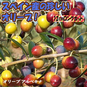 yzI[u AxLi ʎc 2`3N} 12cmO|bg 1 [ c V{c[ JXj Vzj ӏܗp CeA  A _ Ύ ϗtA I[u