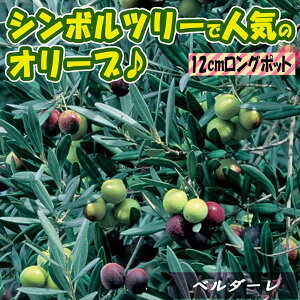 オリーブ 苗の人気商品 通販 価格比較 価格 Com