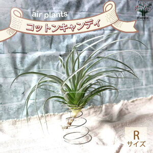 yz`WA RbgLfB[ GAvc RTCY 1 eBWA  ݂艺 CeA Ǌ| ^  [