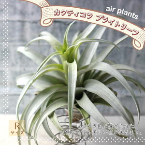 yzGA[vc `WA JNeBR uCg[t RTCY 20cm×10cm RTCY 1 T.Cacticola Bright Leaf eBWA GAvc ϗtA lC  Ce