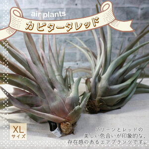 yzGA[vc `WA Js^[^ bh XLTCY 35cm×30cm XLTCY 1 T.Capitata Red eBWA GAvc ϗtA lC  CeA  