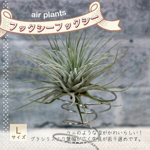 yzGA[vc `WA tbNV[ tbNV[ LTCY 10cm×6cm LTCY 1 T.fuchsii var.fuchsii eBWA GAvc ϗtA lC  CeA 