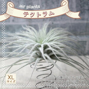 yzGA[vc `WA eNg XLTCY 25cm×10cm XLTCY 1 T.Tectorum eBWA GAvc ϗtA lC  CeA  [